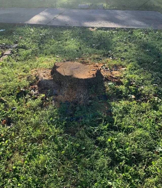 Cut Off Tree — Lancaster, KY — Prather Landscaping