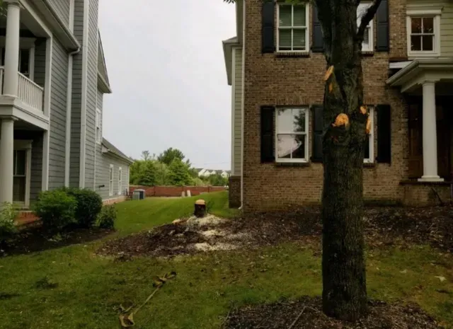 Tree Removal on House Yard — Lancaster, KY — Prather Landscaping