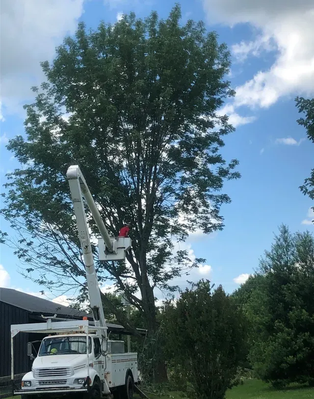Before Tree Removal — Lancaster, KY — Prather Landscaping