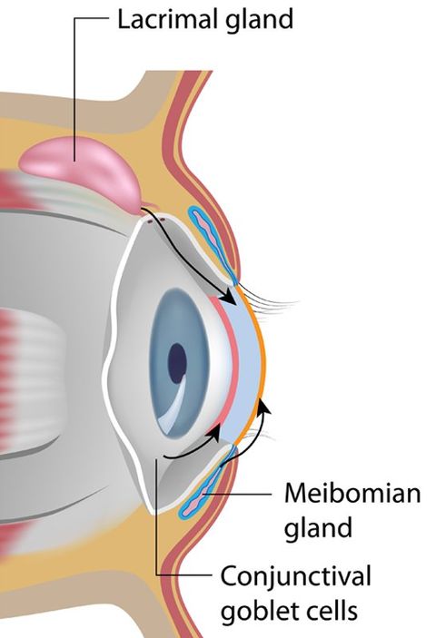 Treatment for Meibomian Gland Dysfunction (MGD) Keratitis Sicca, and Keratoconjunctivitis Sicca (KCS) by Marc Bystock NYC Acupuncturist in Midtown Manhattan NY