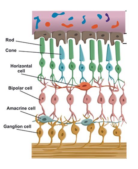Click to Enlarge Acupuncture Retinitis Pigmentosa Treatment by Marc Bystock NYC Acupuncturist in Midtown Manhattan NY 10016