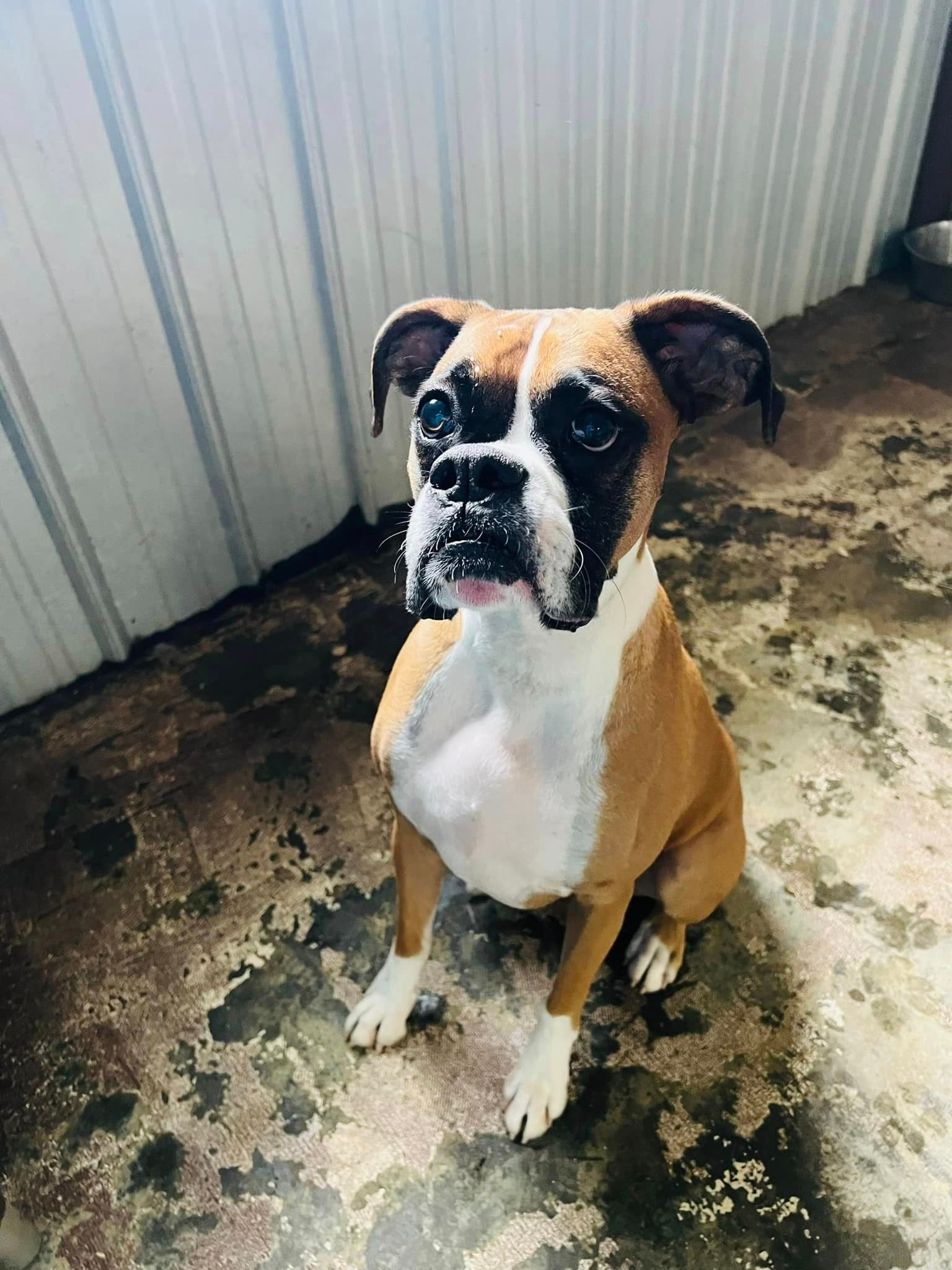 Dog Boarding 01 in Mount Vernon, IL