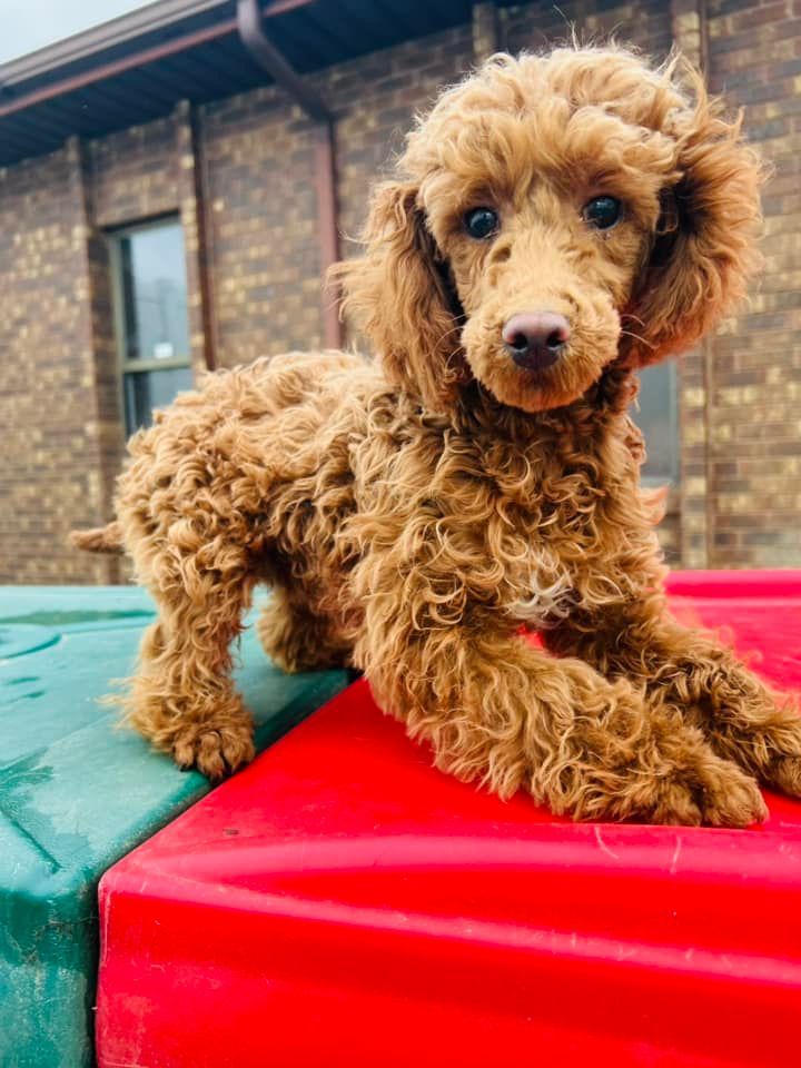 Dog Boarding 02 in Mount Vernon, IL