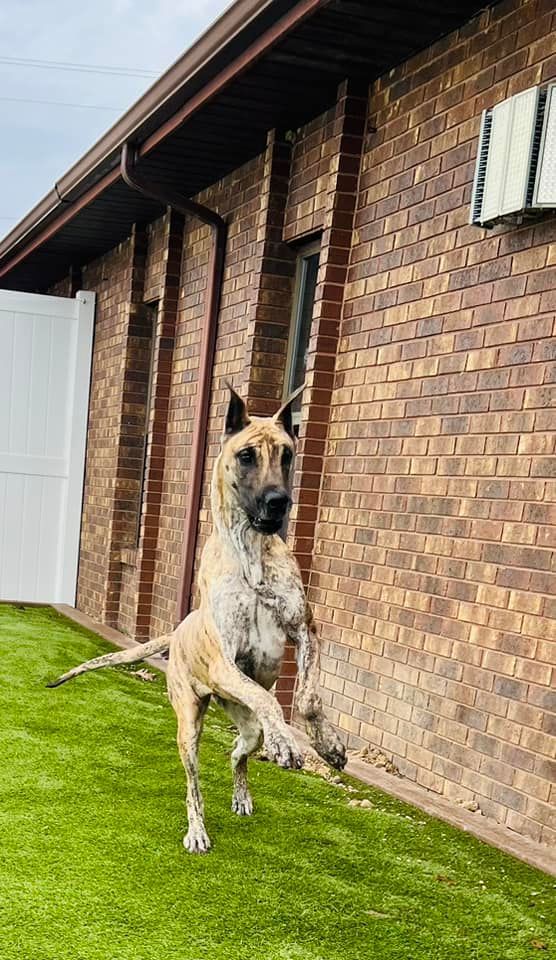 Dog Boarding 03 in Mount Vernon, IL