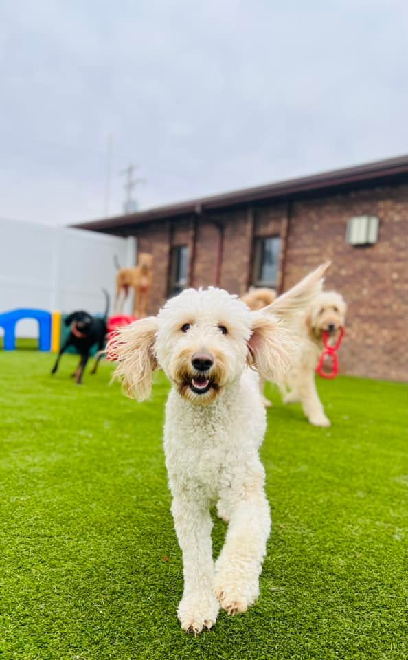 Dog Boarding 05 in Mount Vernon, IL