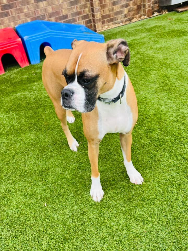 Dog Boarding 04 in Mount Vernon, IL