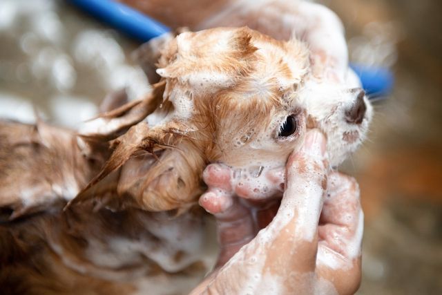 Coat Cleaning in Mount Vernon IL