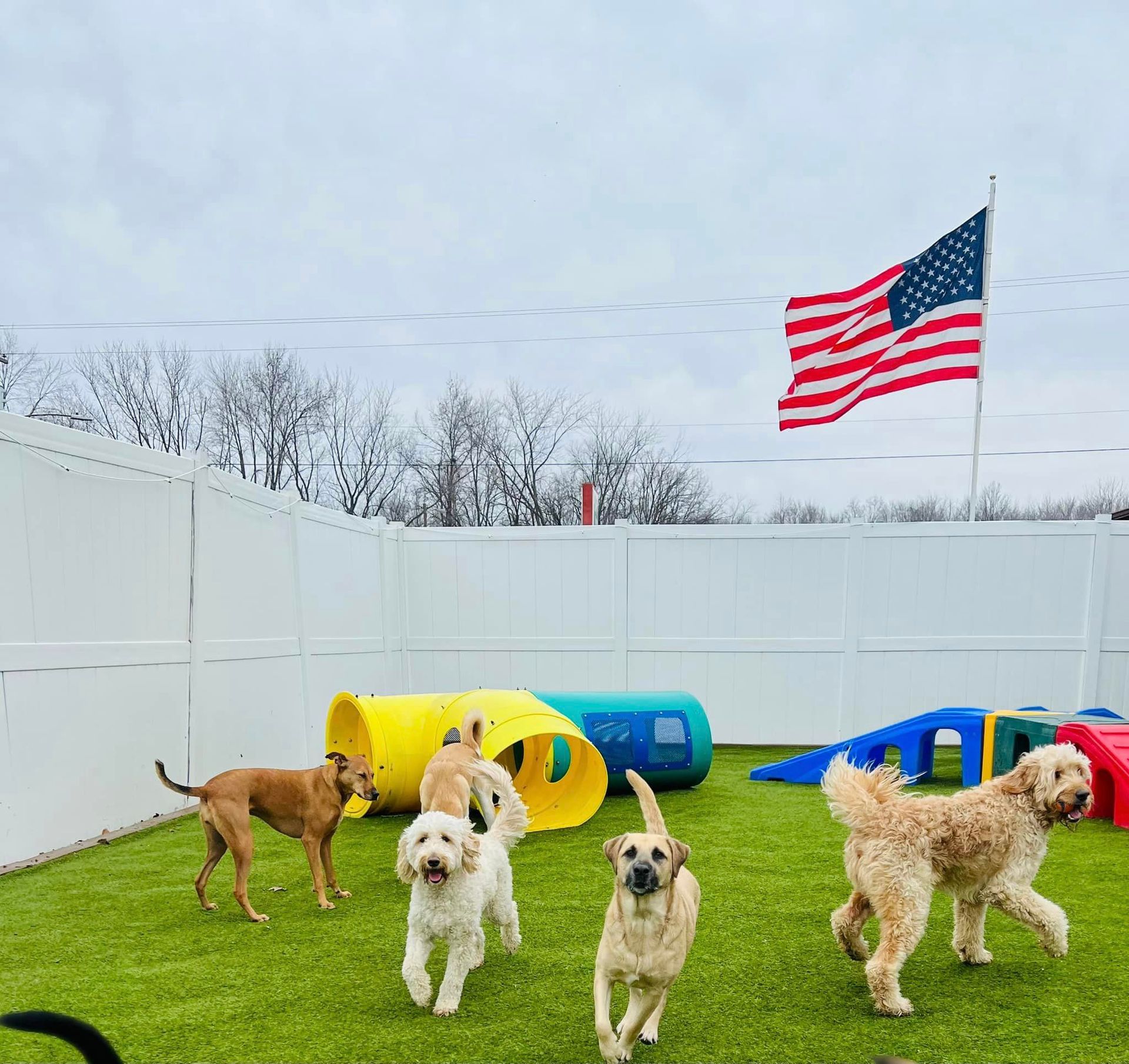 Doggy Daycare 01 in Mount Vernon, IL