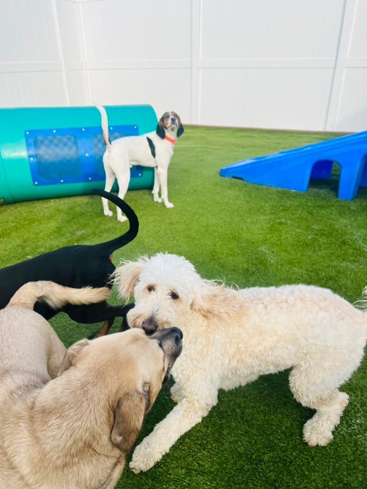 Doggy Daycare 02 in Mount Vernon, IL