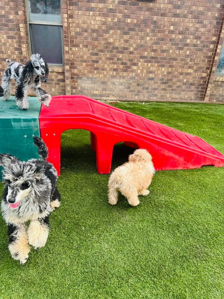 Doggy Daycare 05 in Mount Vernon, IL