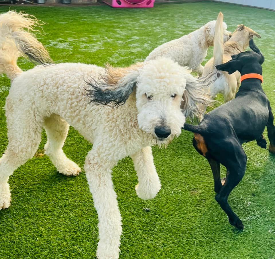 Doggy Daycare 04 in Mount Vernon, IL