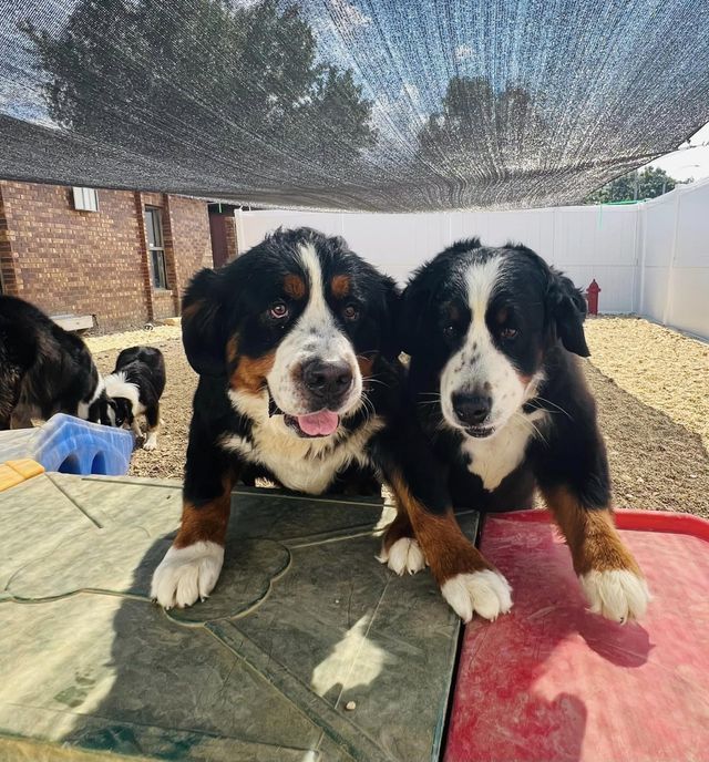 Professional Dog Service 01 in Mount Vernon, IL