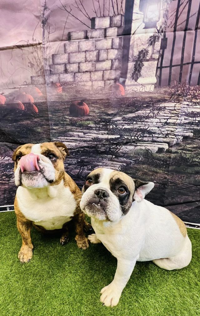 Professional Dog Service 06 in Mount Vernon, IL