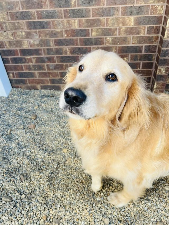 Professional Dog Service 05 in Mount Vernon, IL