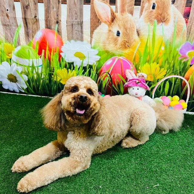 Expert Dog Training Service 01 in Mount Vernon, IL