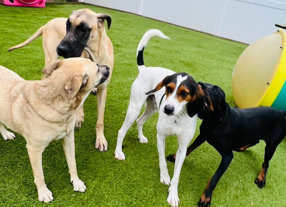 Expert Dog Training Service 05 in Mount Vernon, IL