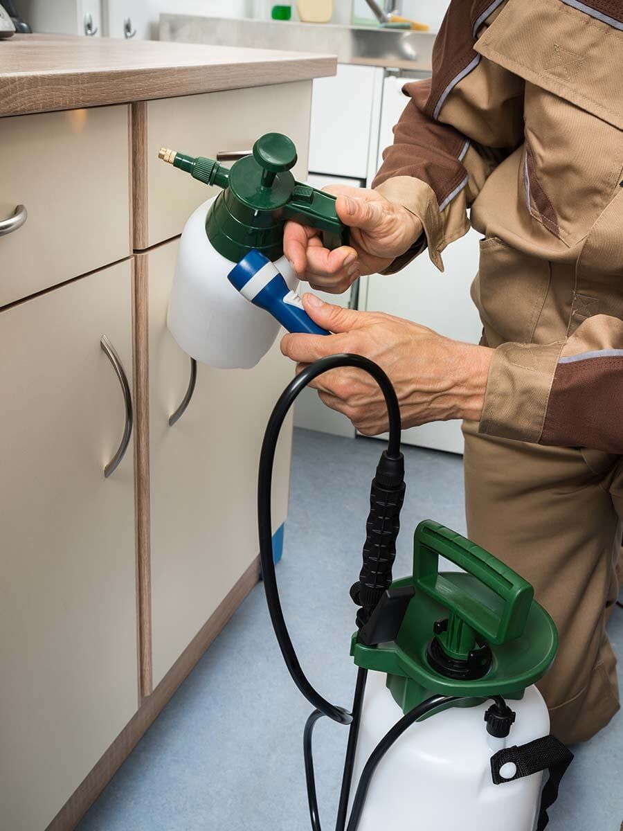 Pest Control — Mid North Coast Termite Inspections Pty Ltd in South West Rocks, NSW