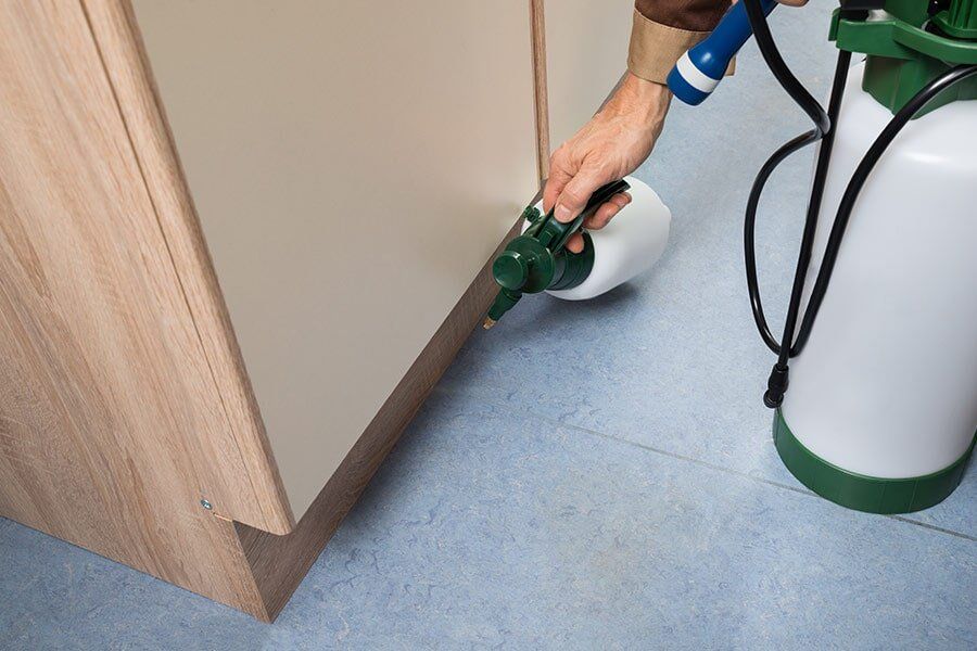 Pest Control in Kitchen — Mid North Coast Termite Inspections Pty Ltd in South West Rocks, NSW