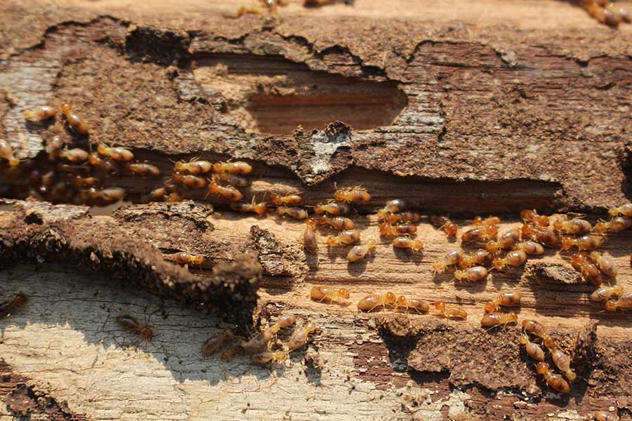 Termites — Mid North Coast Termite Inspections Pty Ltd in South West Rocks, NSW