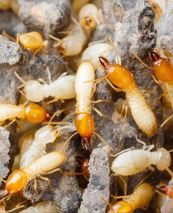 Close-up View Of Termites — Mid North Coast Termite Inspections Pty Ltd in South West Rocks, NSW