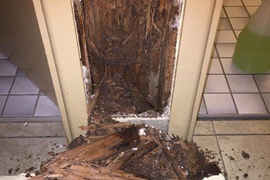 Wall Damaged By Termites — Mid North Coast Termite Inspections Pty Ltd in South West Rocks, NSW