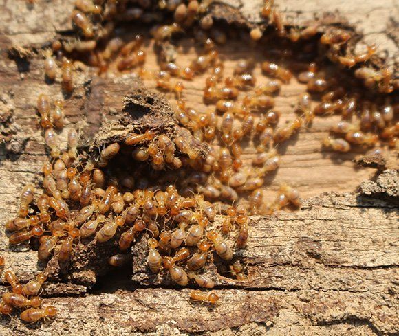 Colony Of Termites — Mid North Coast Termite Inspections Pty Ltd in South West Rocks, NSW