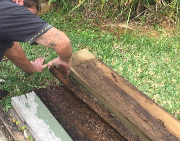 Man Lifting Wooden Plank To Reveal Termites — Mid North Coast Termite Inspections Pty Ltd in South West Rocks, NSW