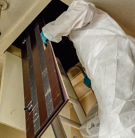 Man Inspecting Termites In The Ceiling — Mid North Coast Termite Inspections Pty Ltd in South West Rocks, NSW