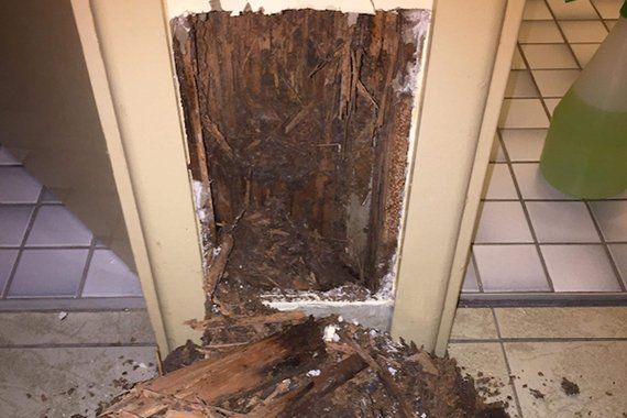 Damaged Wall Caused By Termites — Mid North Coast Termite Inspections Pty Ltd in South West Rocks, NSW
