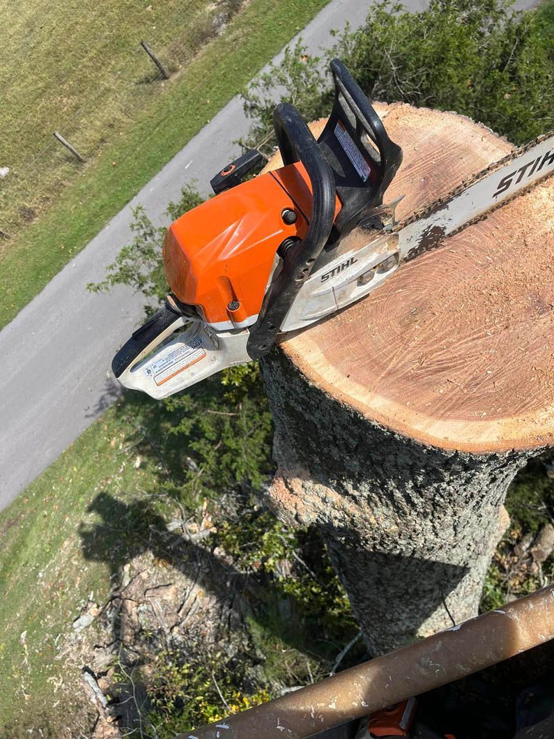 a chainsaw is cutting a large tree stump .