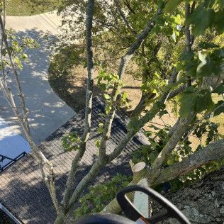 a person is cutting a tree with a chainsaw .