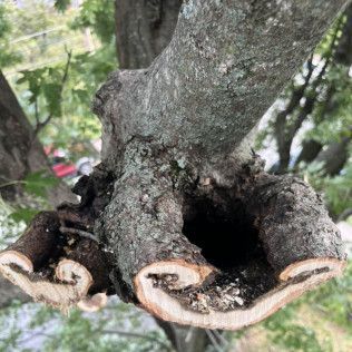 a close up of a tree trunk with a hole in it .
