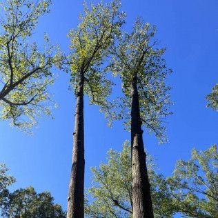 a couple of tall trees against a blue sky