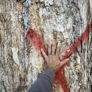 a person is touching the bark of a tree with their hand .