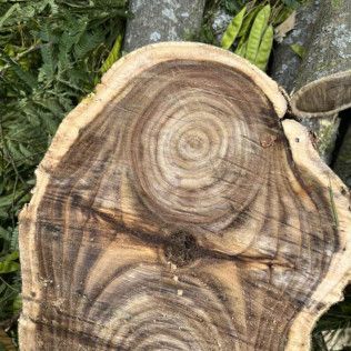 a close up of a piece of wood showing the rings of a tree .