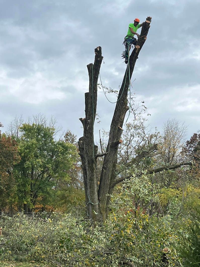 a man is cutting down a tree in a field .