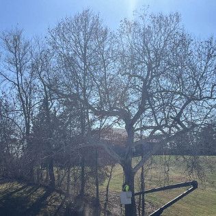 a tree with no leaves is being cut down by a crane .
