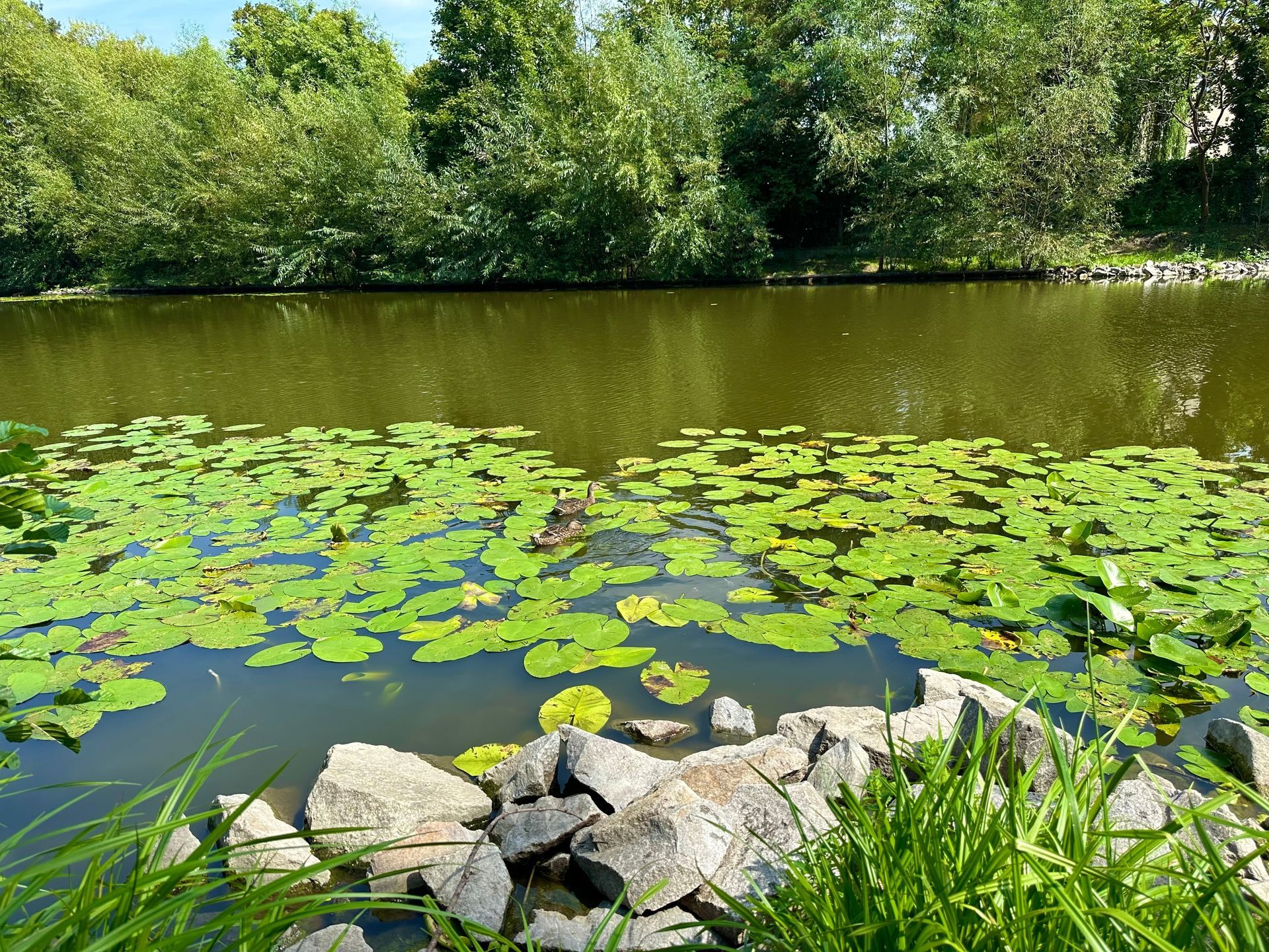 Lily pads float on a dark, still river. Rocks and green grass are in the foreground, trees in the background.