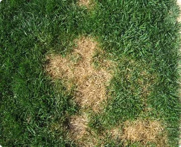 brown spot in grass