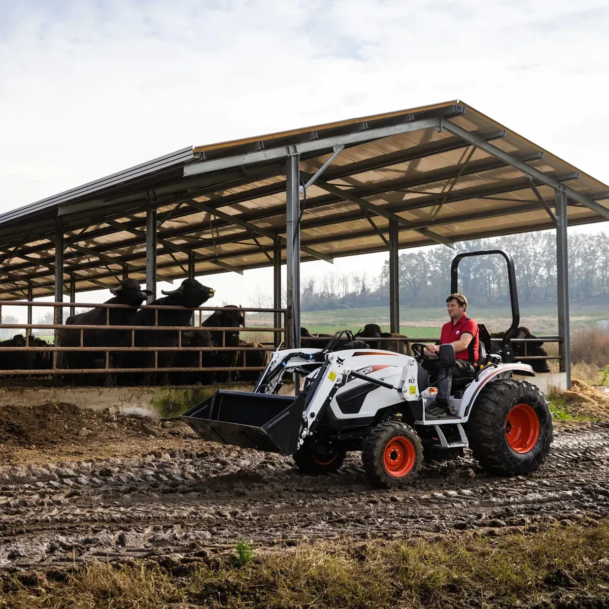 Un hombre conduce un tractor en un campo con vacas al fondo.