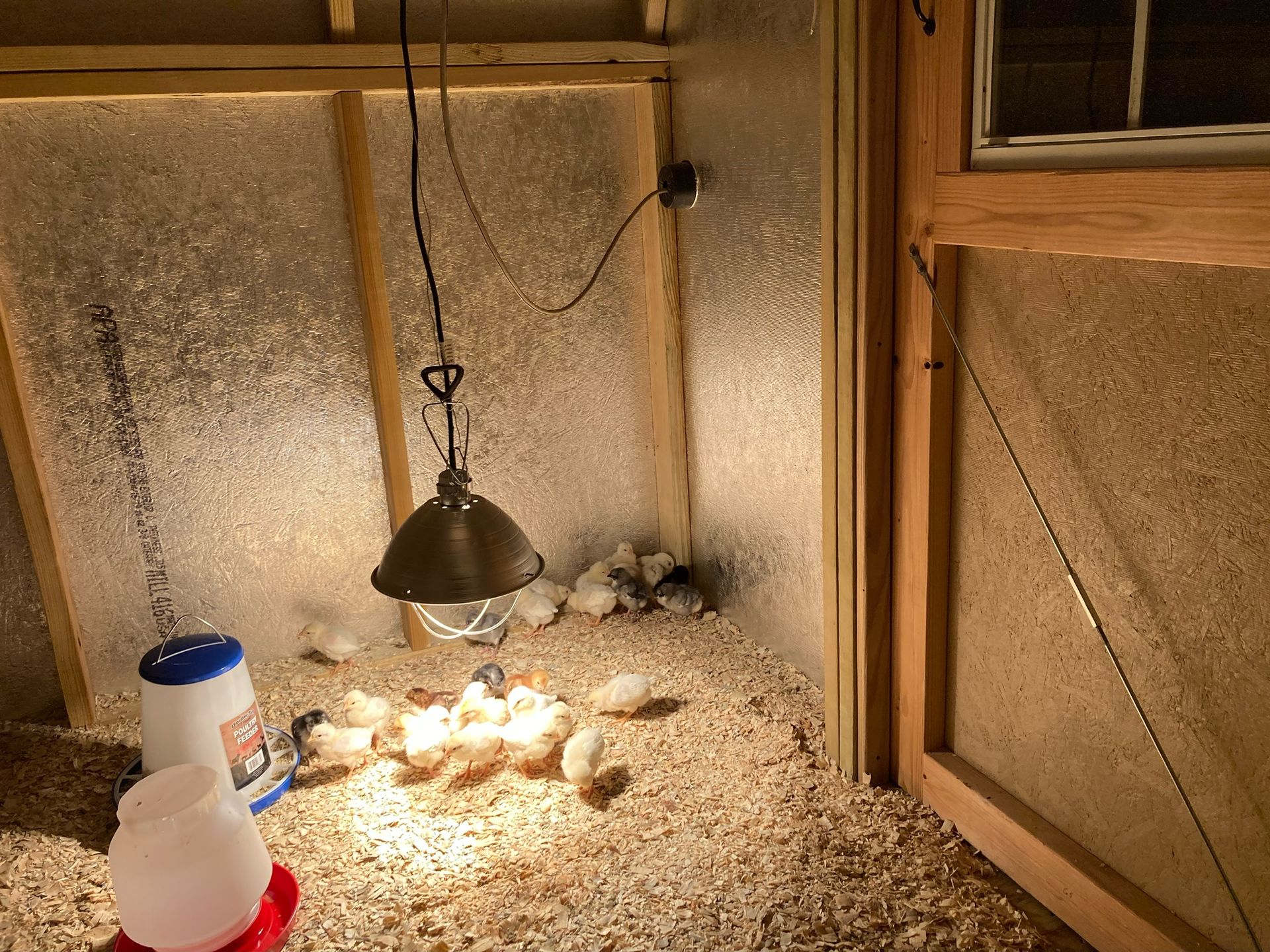 a chicken coop with chickens and a light hanging from the ceiling .