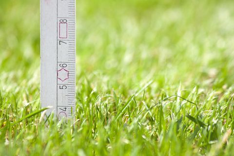 Measuring the height of the grass