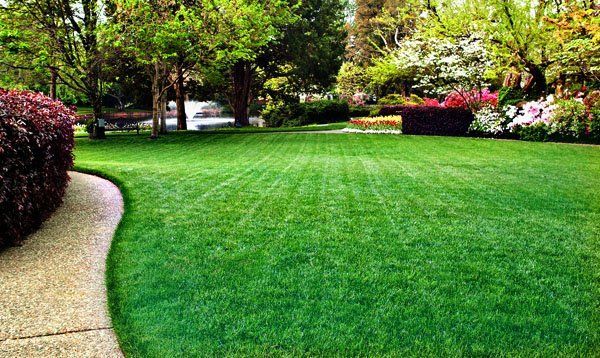 A lush green lawn with a path leading to it and trees in the background.