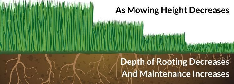 a diagram of a lawn showing different grass heights and the affect it has on the root system 
