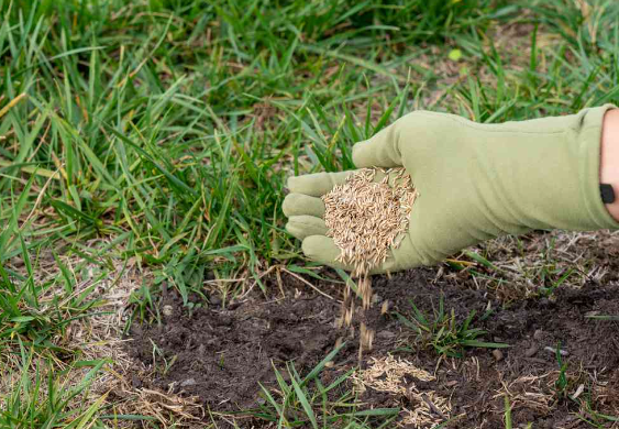a person is holding a pile of grass seeds in their hand .