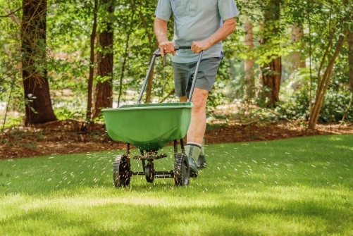 a man is spreading fertilizer on a lush green lawn .
