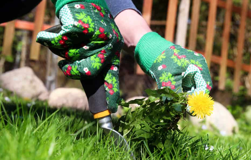 a person wearing gloves is removing weeds from a lawn .
