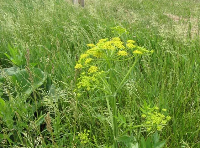 a bunch of yellow flowers are growing in the grass