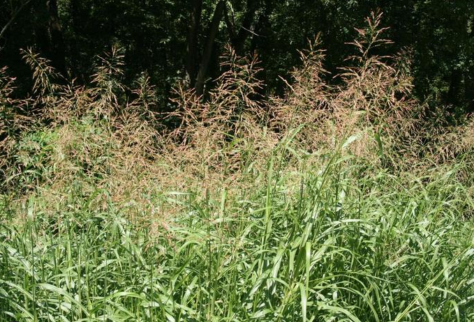 a field of tall grass with trees in the background .