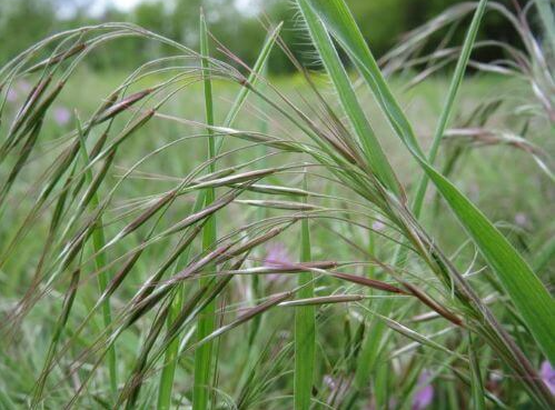 a close up of a tall grass plant with purple flowers in the background .